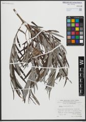 Foto von Salix viminalis L.